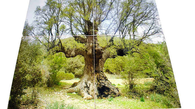 QUEJIGO DEL CARBÓN